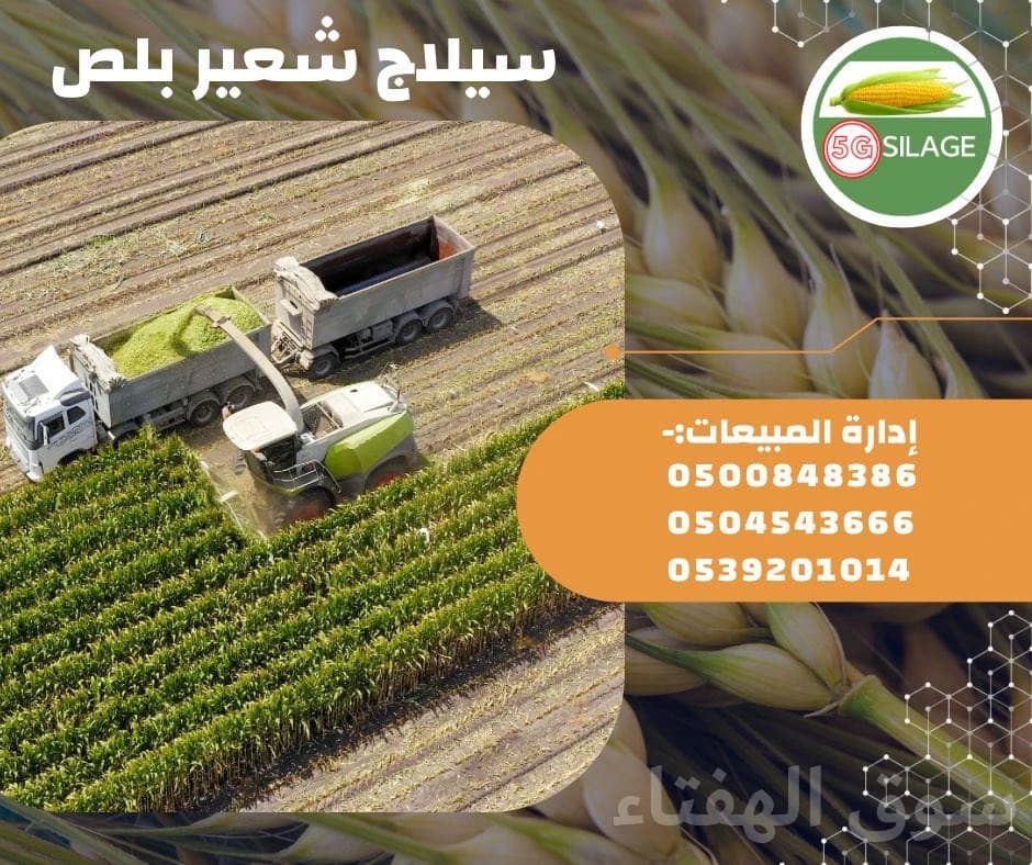 سيلاج الشعير بلس