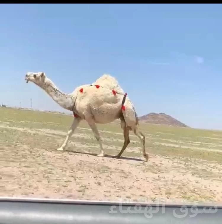 للبيع الوضحا