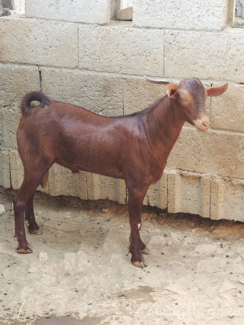 مشاريع فحول 2