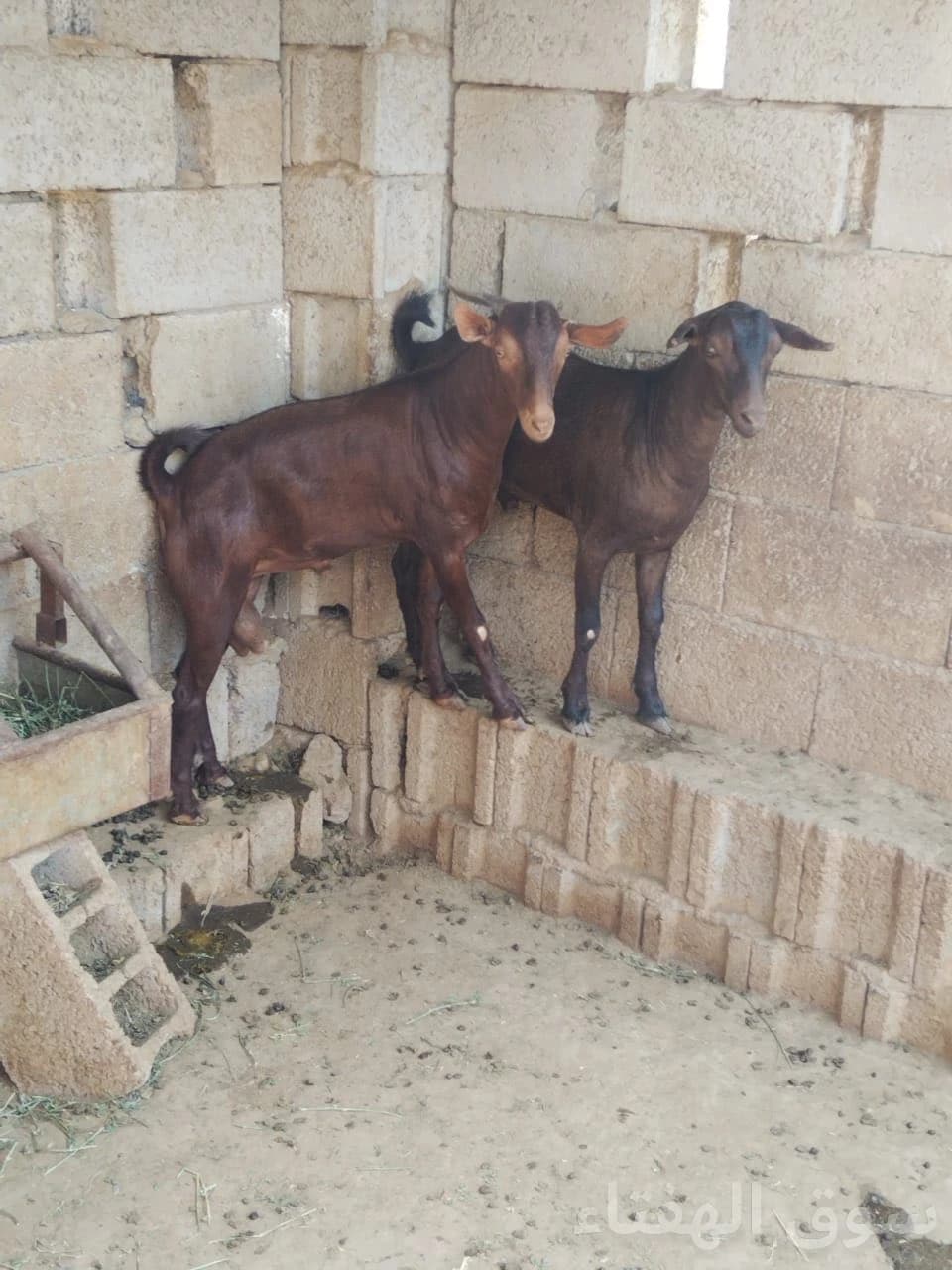 مشاريع فحول 4