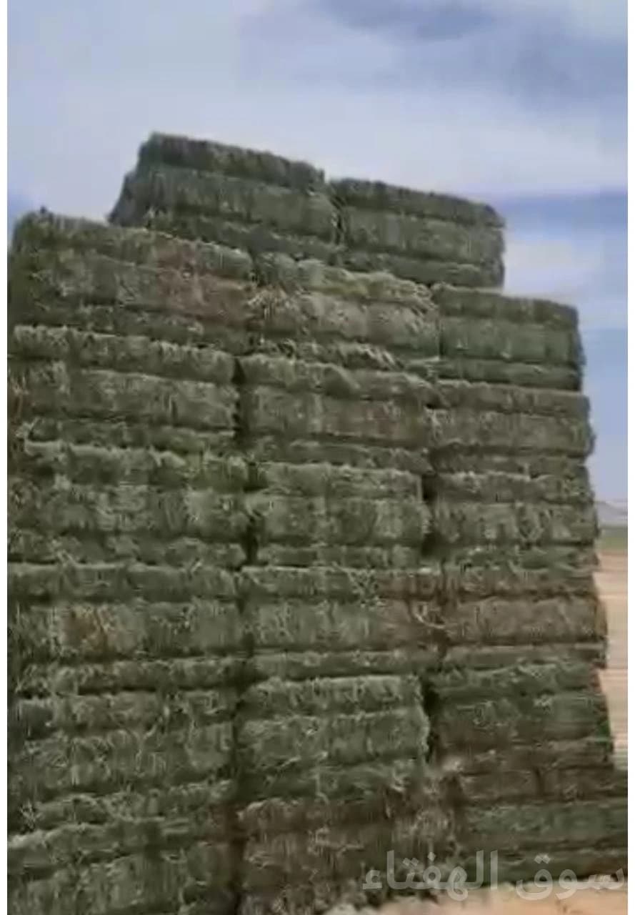 برسيم صافي فاخر