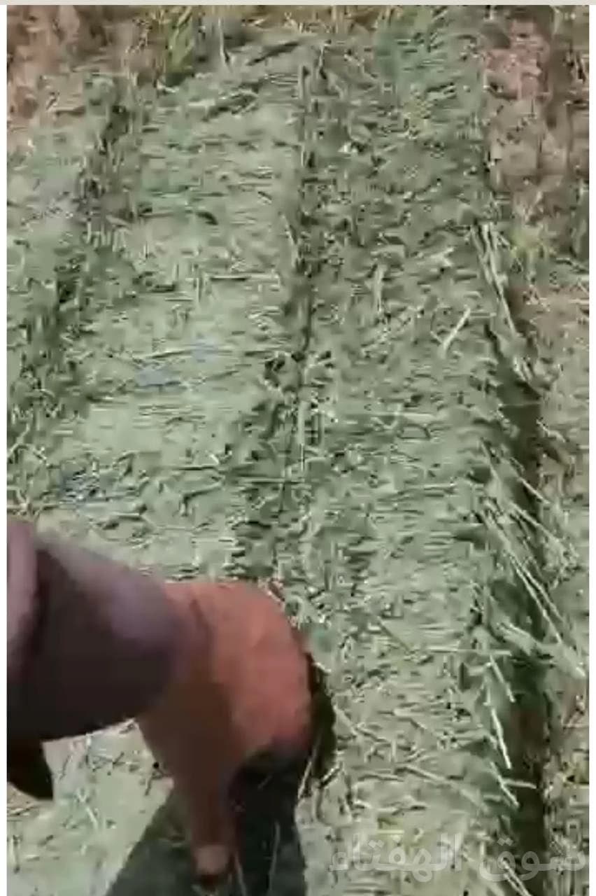 برسيم صافي فاخر 2