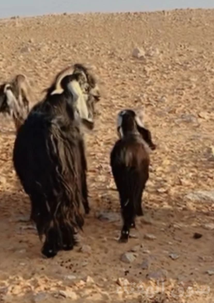 معزاء عوارض مضاريع ودفيع 3