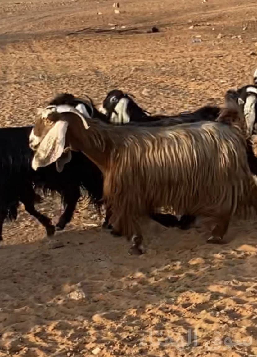 معزاء عوارض مضاريع ودفيع 4