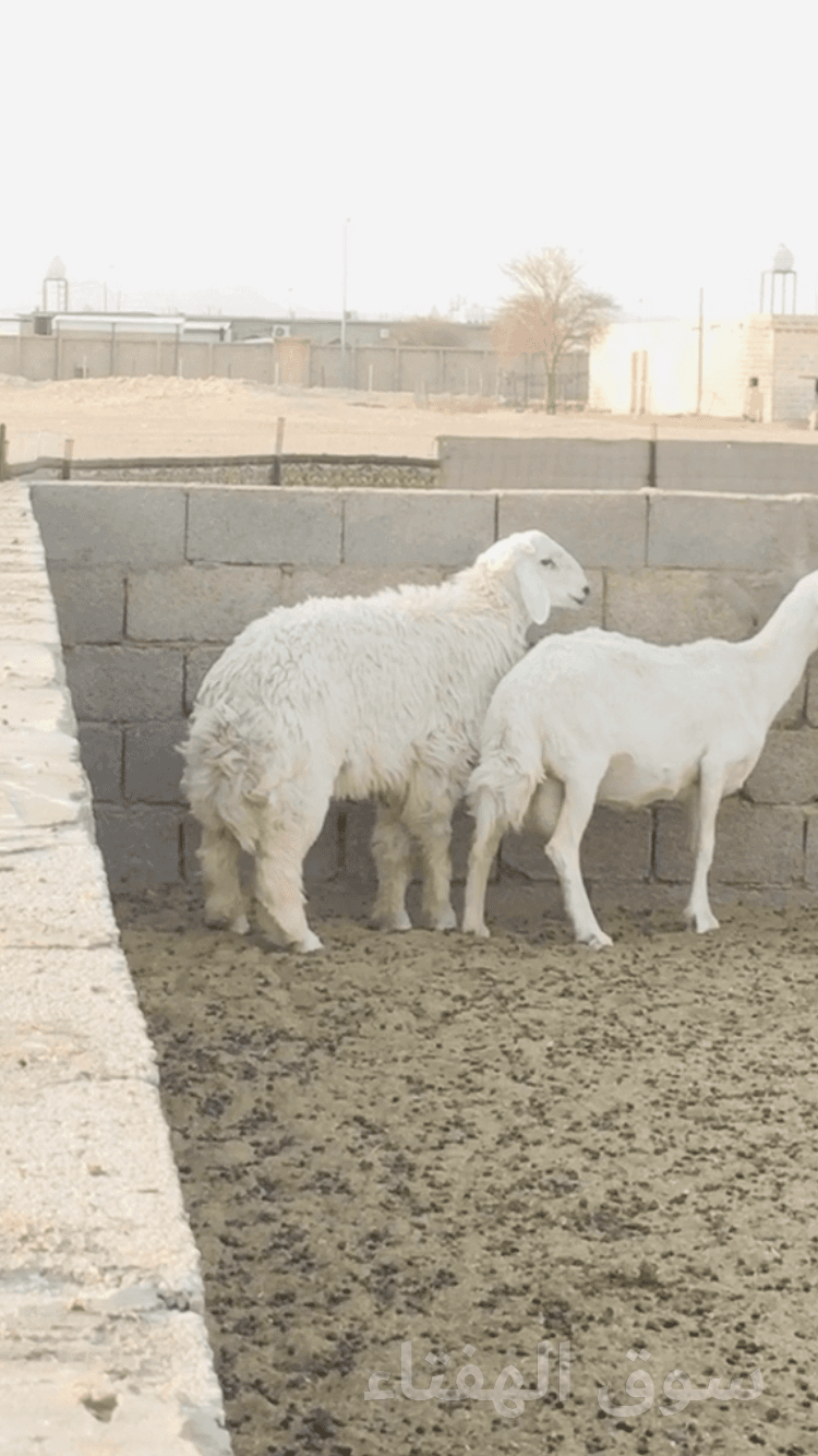 فحل حري صنف فاخر