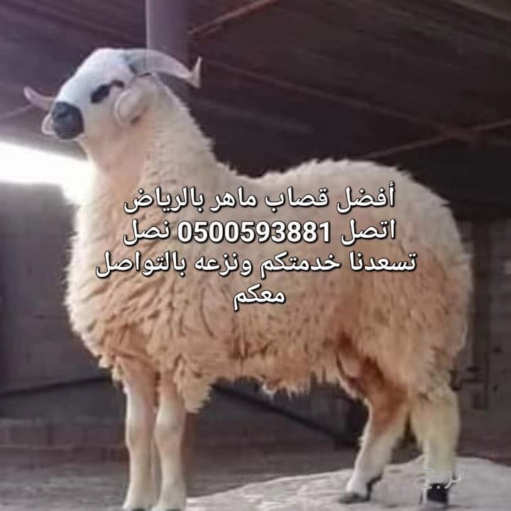 قصاب ماهر بالرياض0500593881