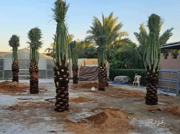 مقاول شبوك ونخيل 0551288900 8