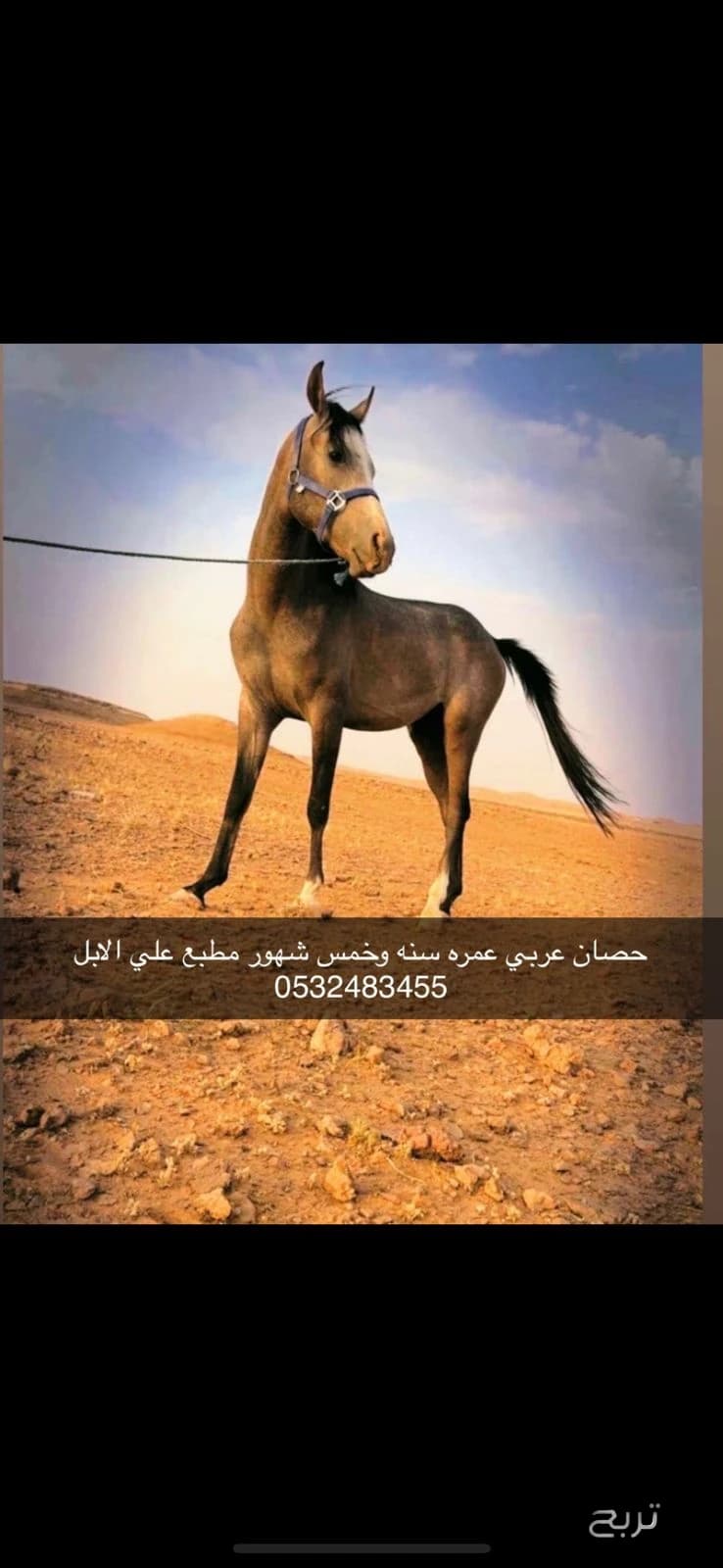 للبيع حصان