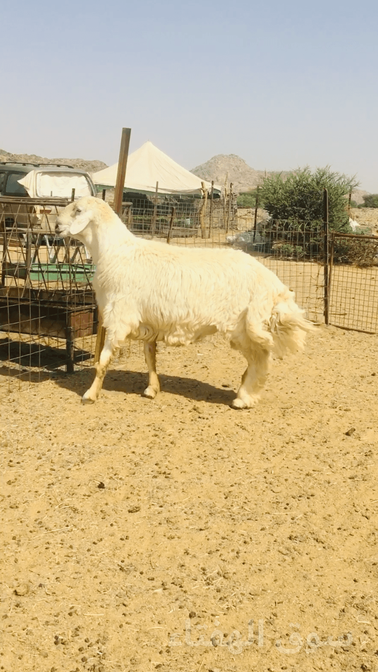 فحل حري فاخر 3