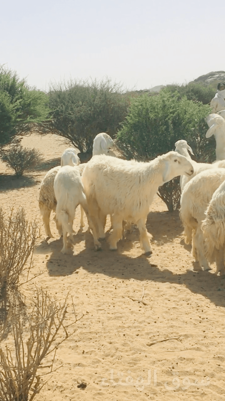 فحل تركيبه حري فاخر 3