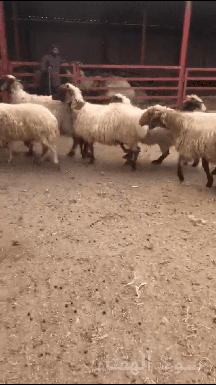 نعيم حيل 6