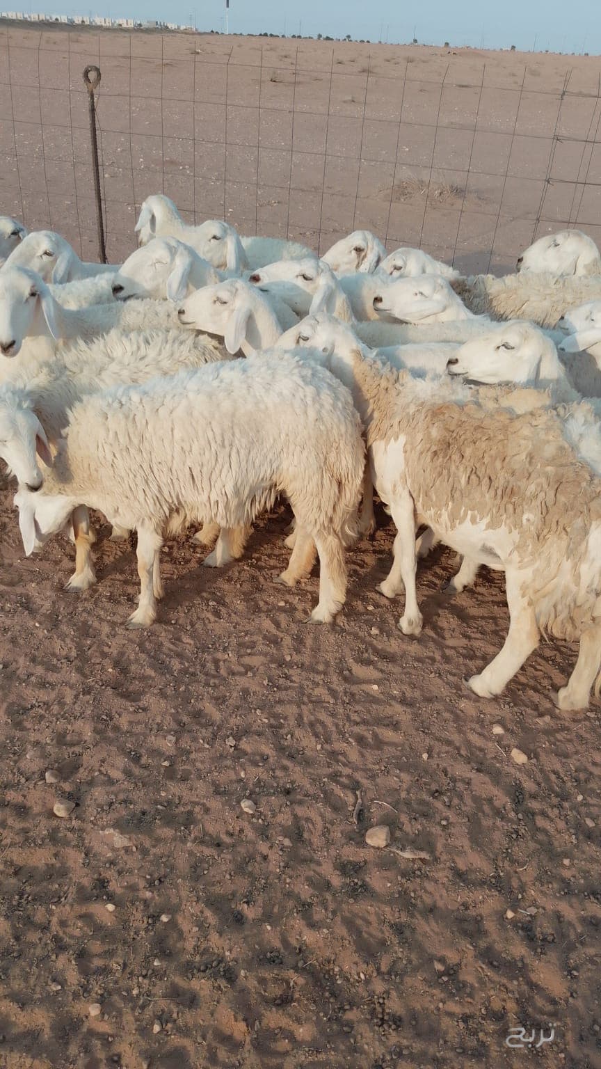 غنم حريات حرش 3