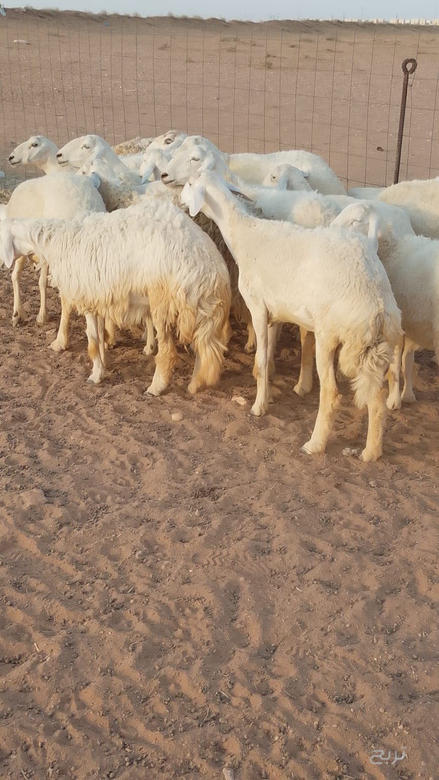 غنم حريات حرش 2