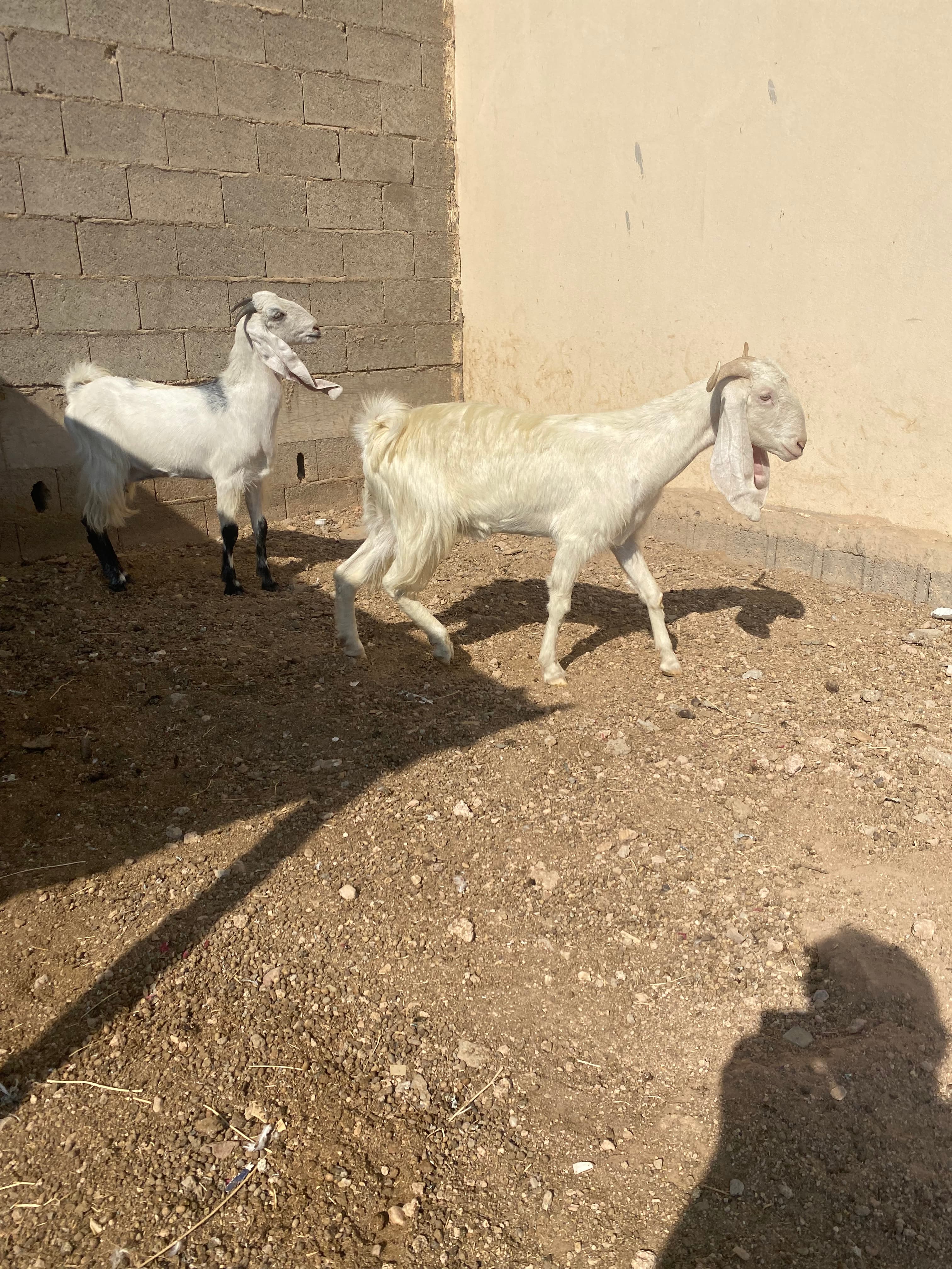 معزا 2