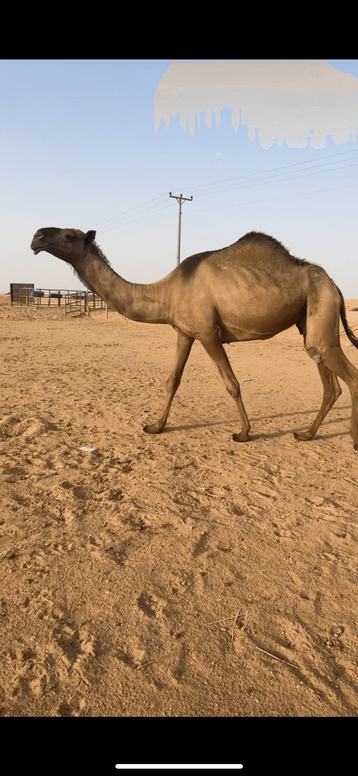 صفرا كفو ضروبه
