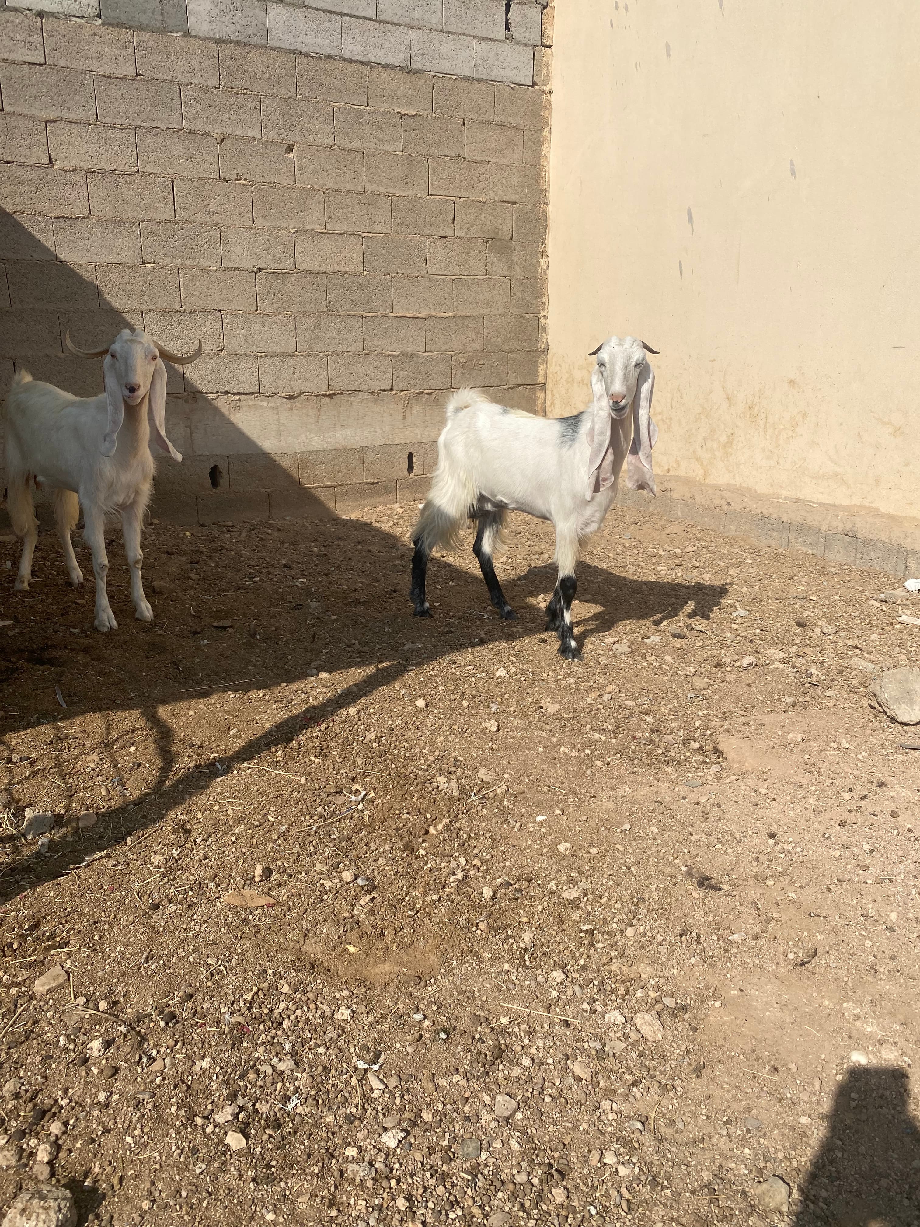 معزا 4