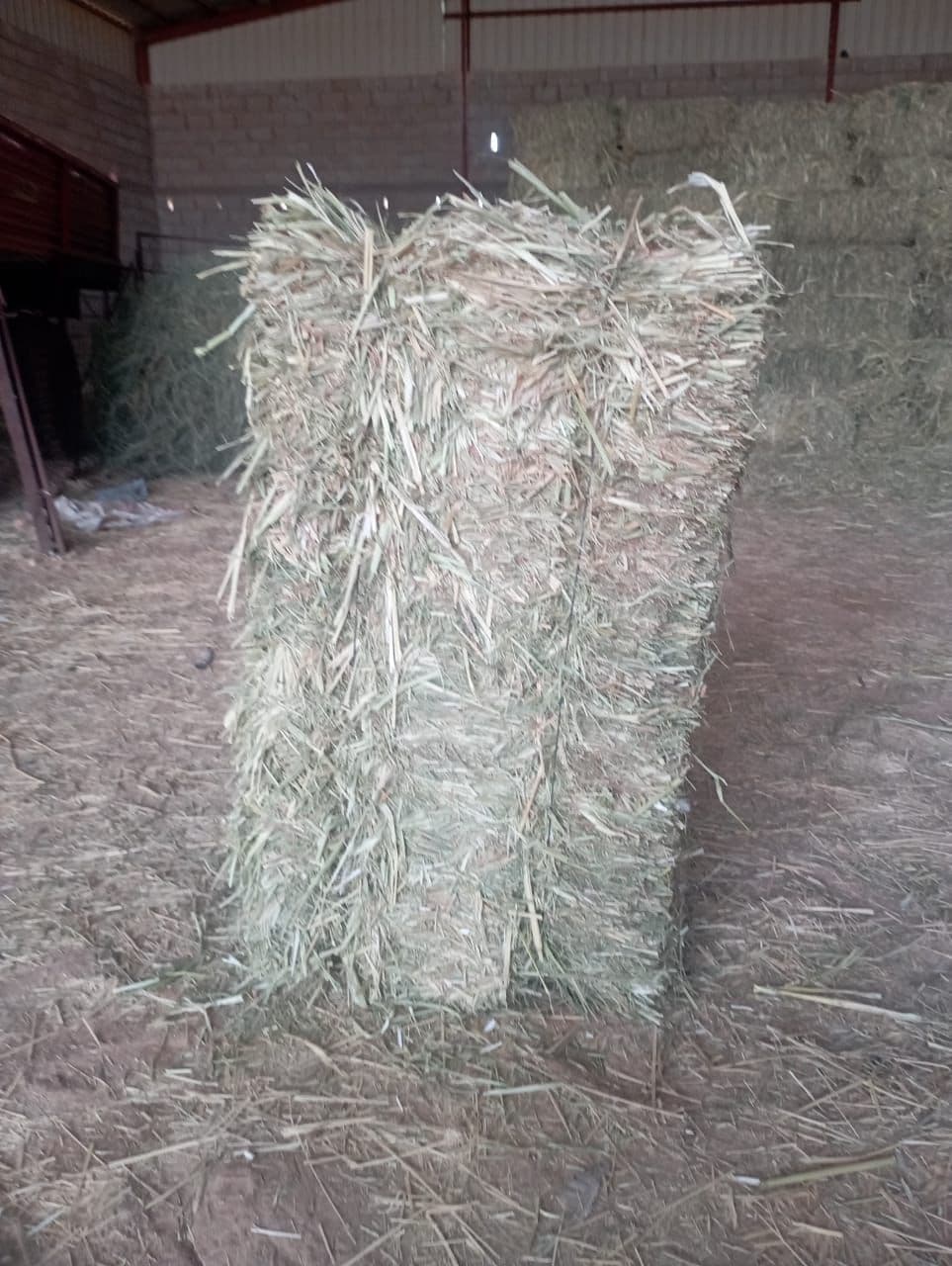علف بلوبانك مع ذره