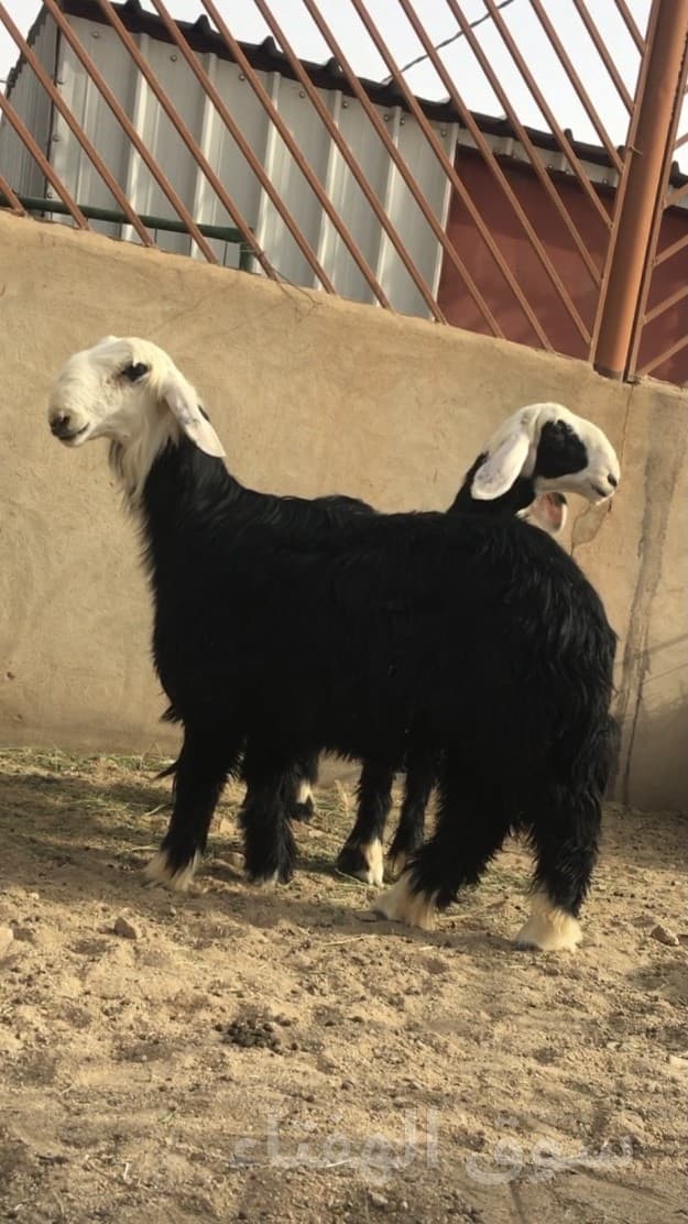 رخال نجد صنف 6