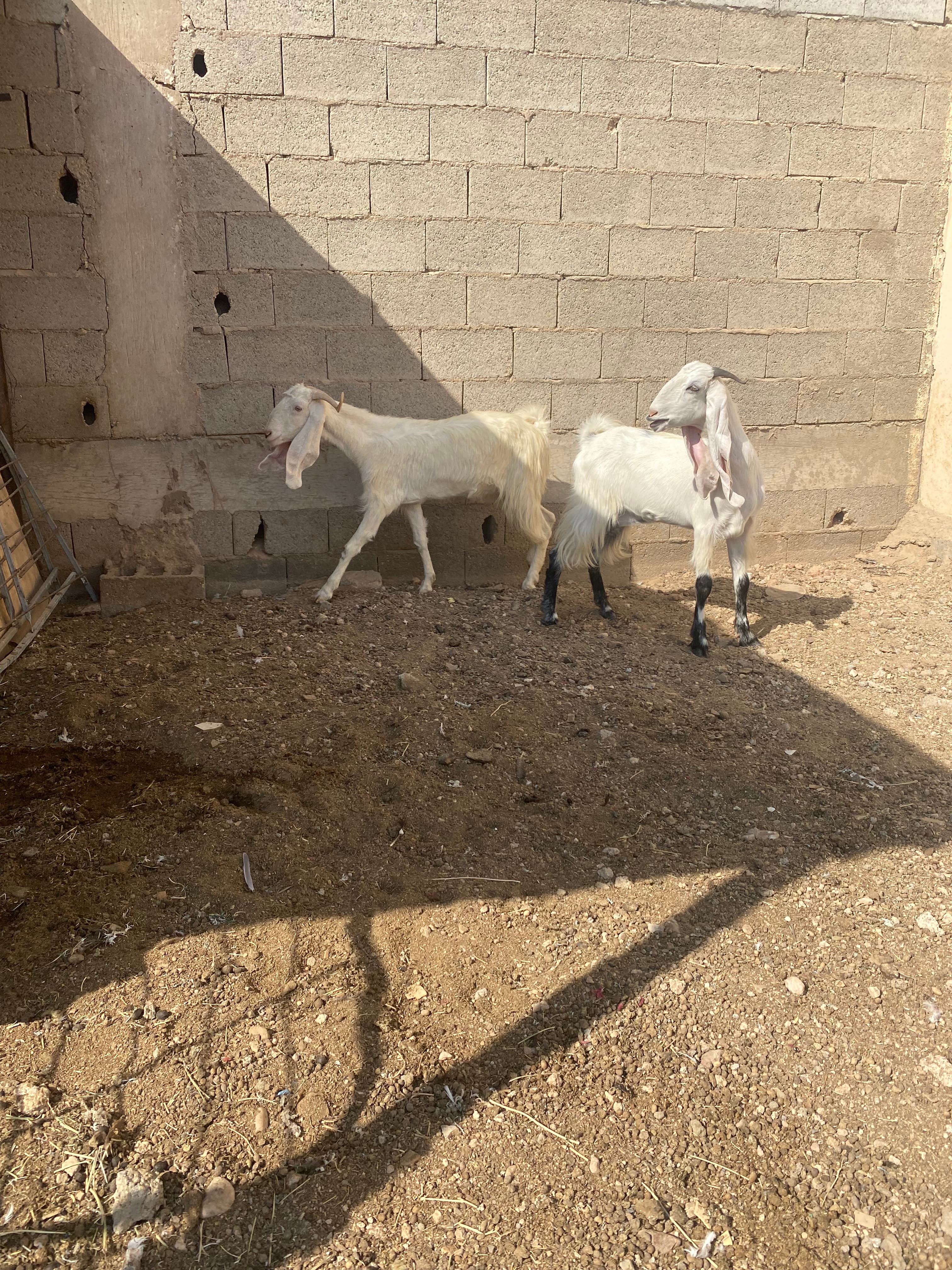 معزا 5