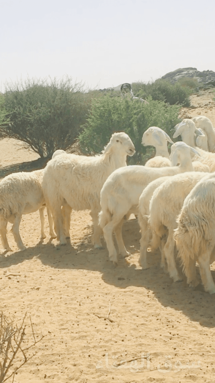 فحل تركيبه حري فاخر