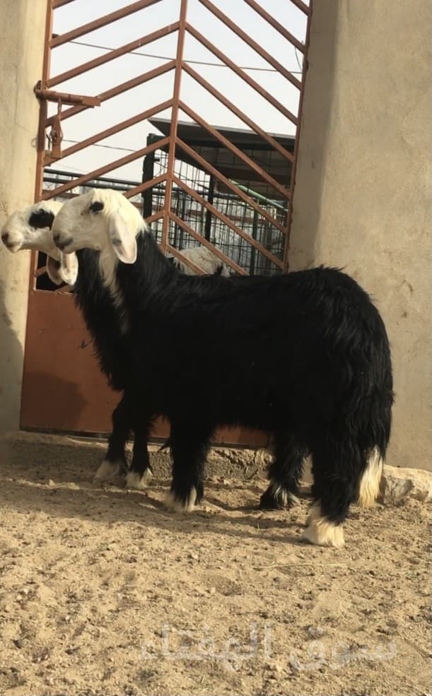 رخال نجد صنف 12