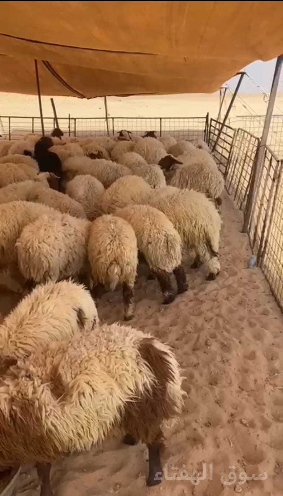 للبيع بهم العدد ١٥١