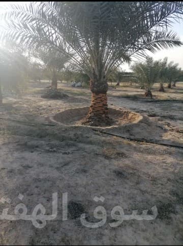 مقاول شبوك ونخيل 0551288900 4