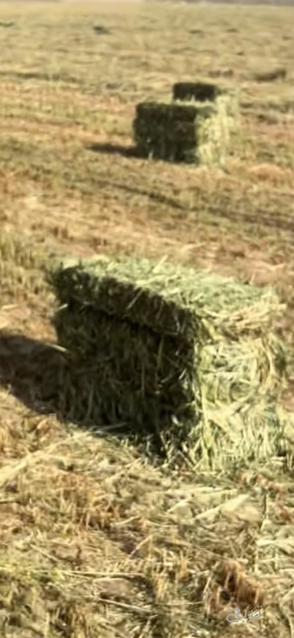 أعلاف بلوبنك 2