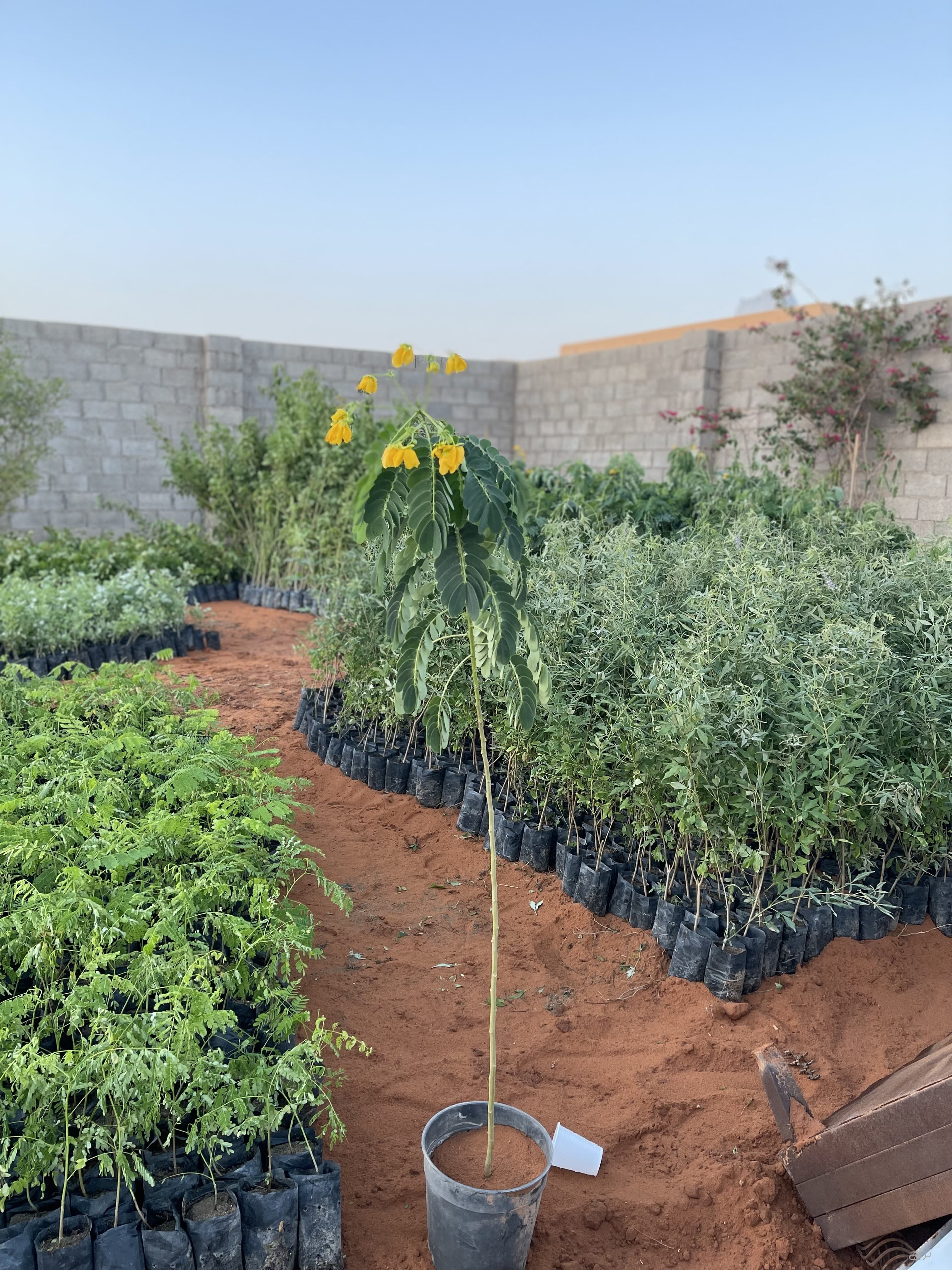 شتلات ظل وزينه بسعر الجملة 10