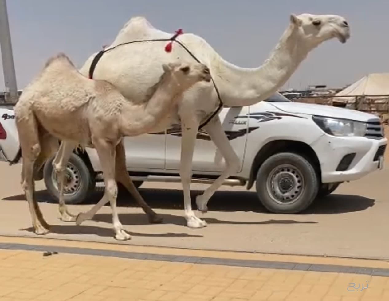 عرض فاخر ناقه وضحا 3
