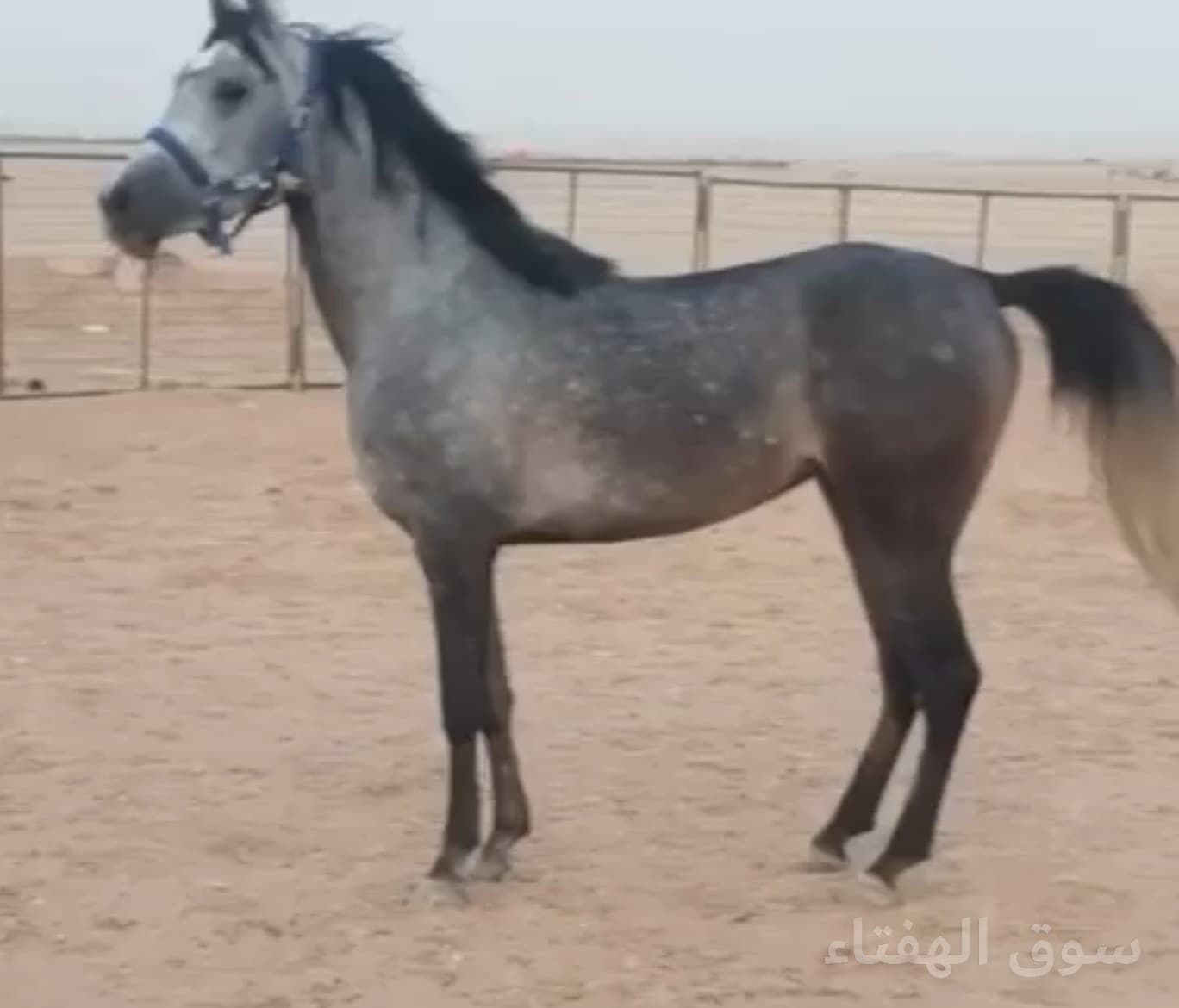 مهره شعبيه تنافس الواهو