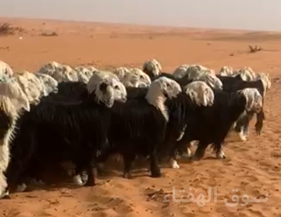 نجد فواخر  العدد ٤٠ العمر ١١ شهر