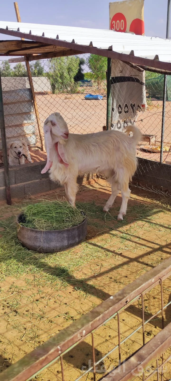 للبيع فحل هولندي طيب