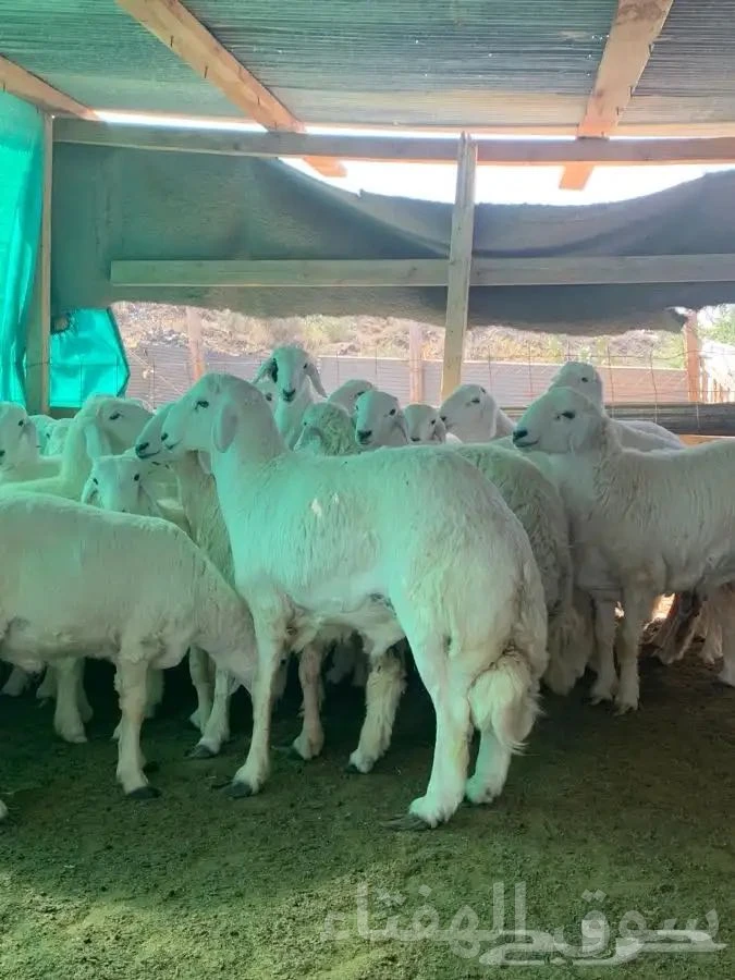 نوفر ذبائح ثلاجة ومناسبات مع السلخ ولتوصيل