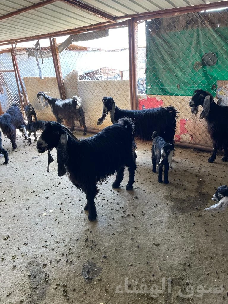 للبيع معزاء رغايث طيبه