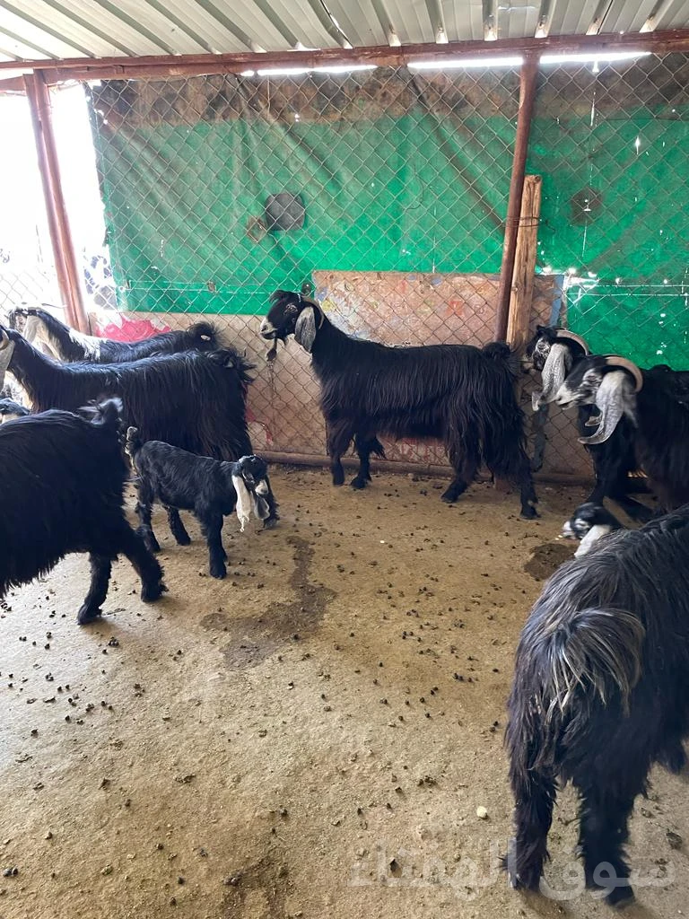 للبيع معزاء رغايث طيبه