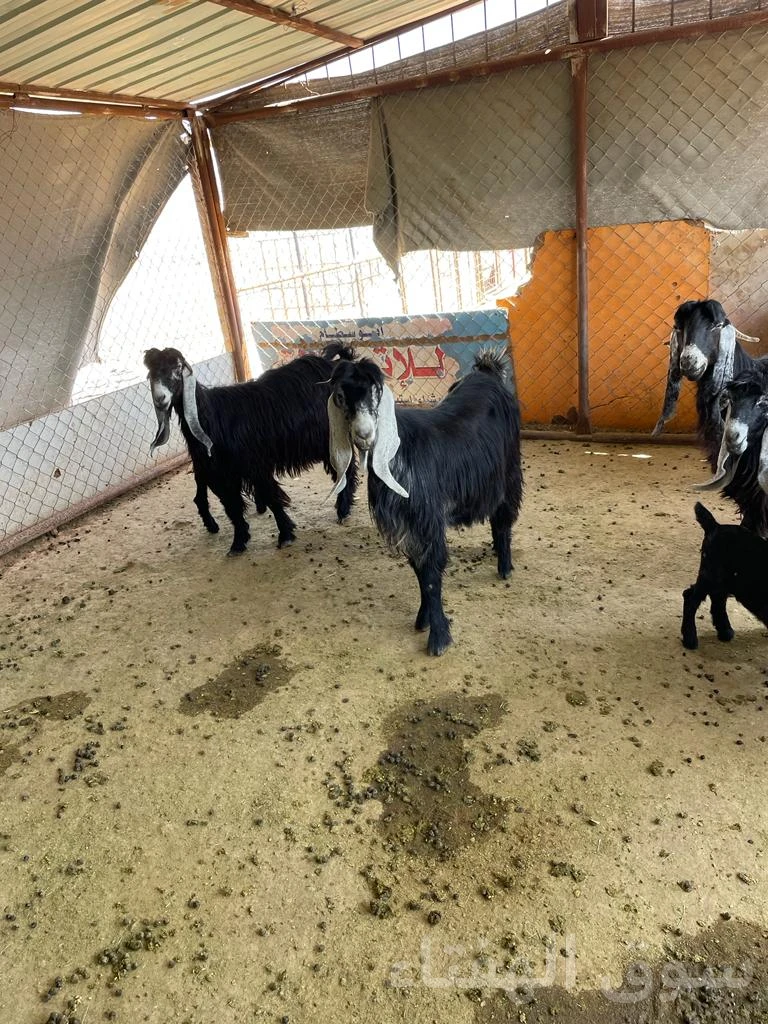 للبيع معزاء رغايث طيبه