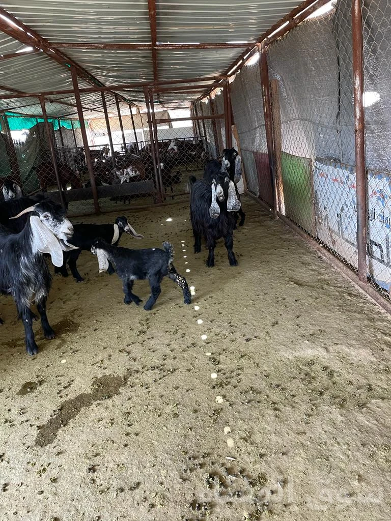 للبيع معزاء رغايث طيبه