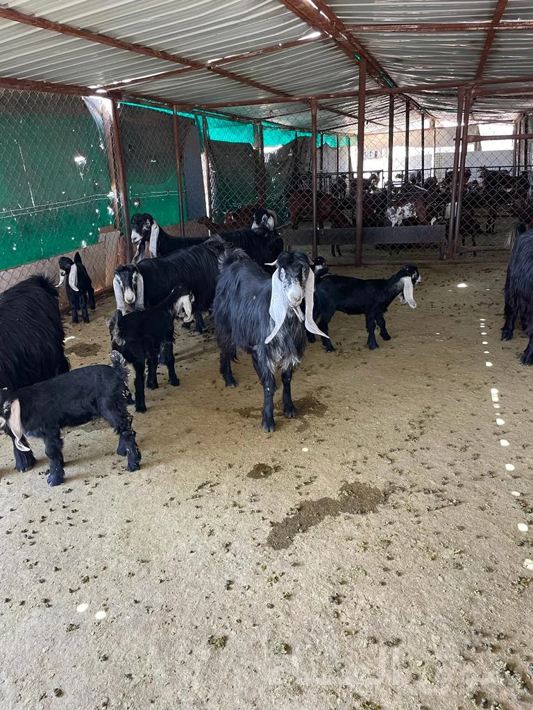 للبيع معزاء رغايث طيبه