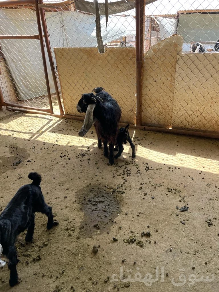 للبيع معزاء رغايث طيبه