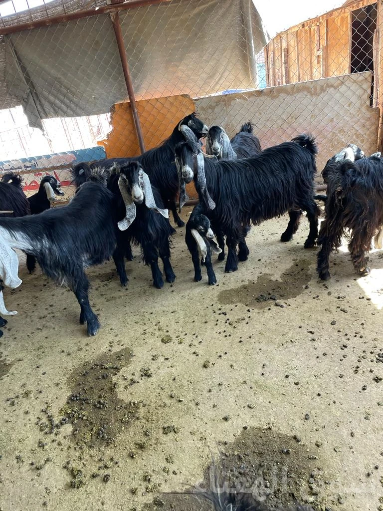 للبيع معزاء رغايث طيبه