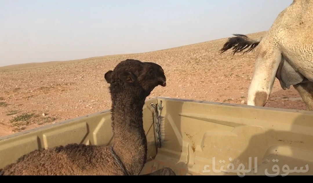 للبيع فحل ابل منتج