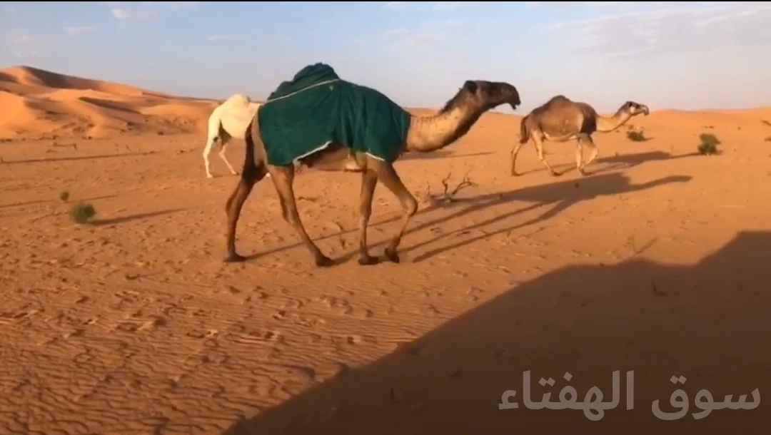 للبيع فحل ابل منتج