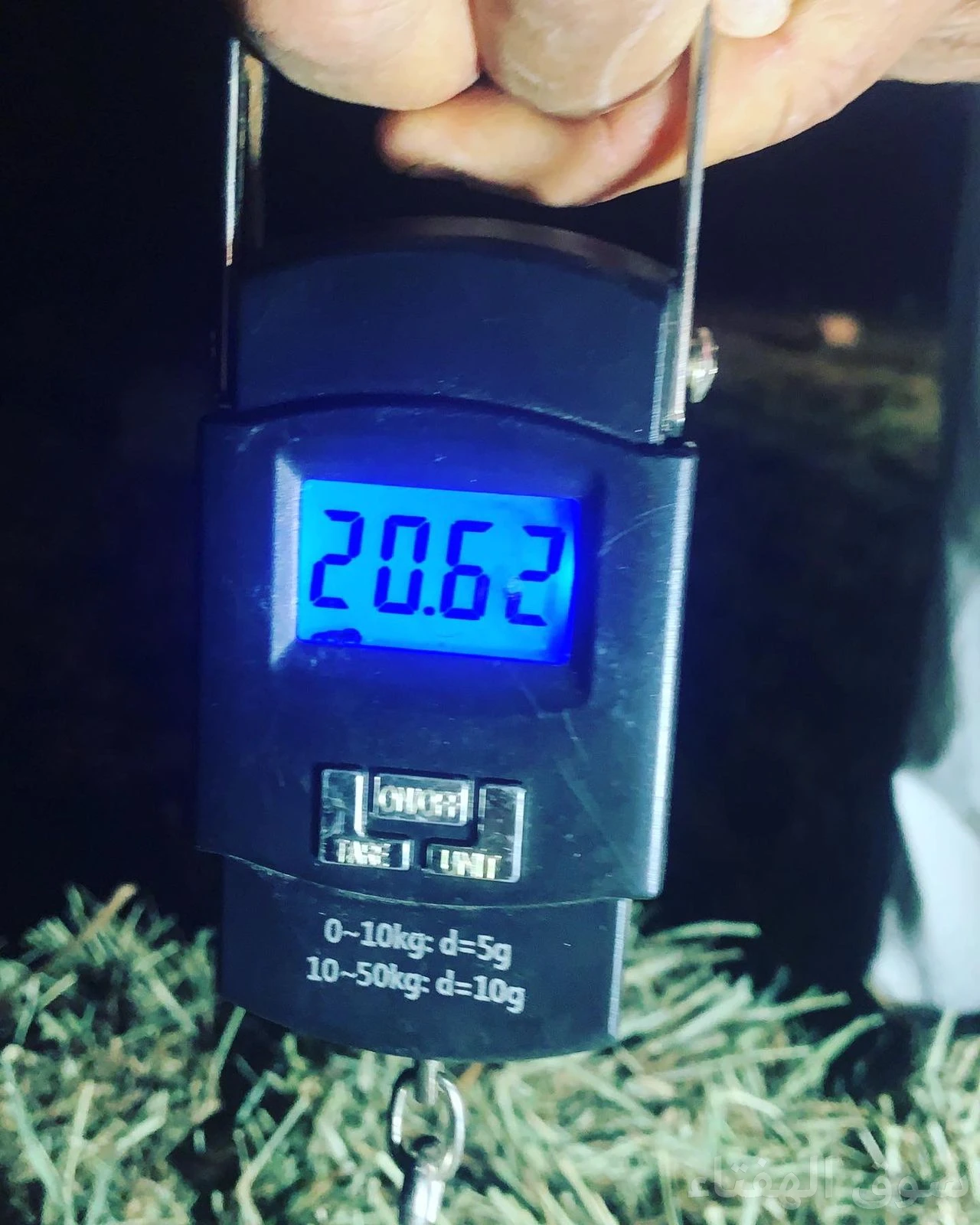 علف بلوبنك شد ممتاز