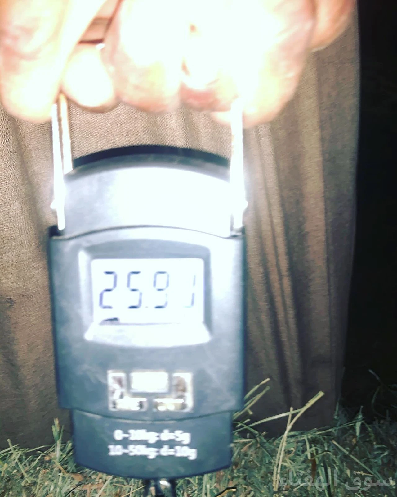علف بلوبنك شد ممتاز