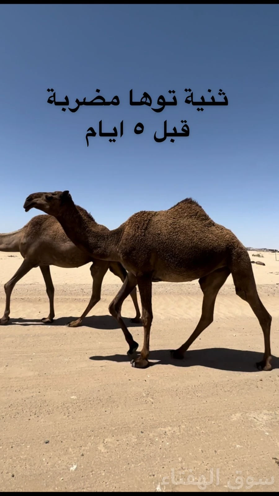 للبيع ابل خلفات ولقحات