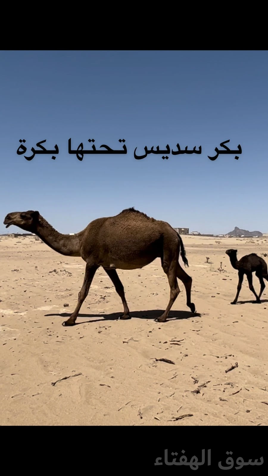 للبيع ابل خلفات ولقحات