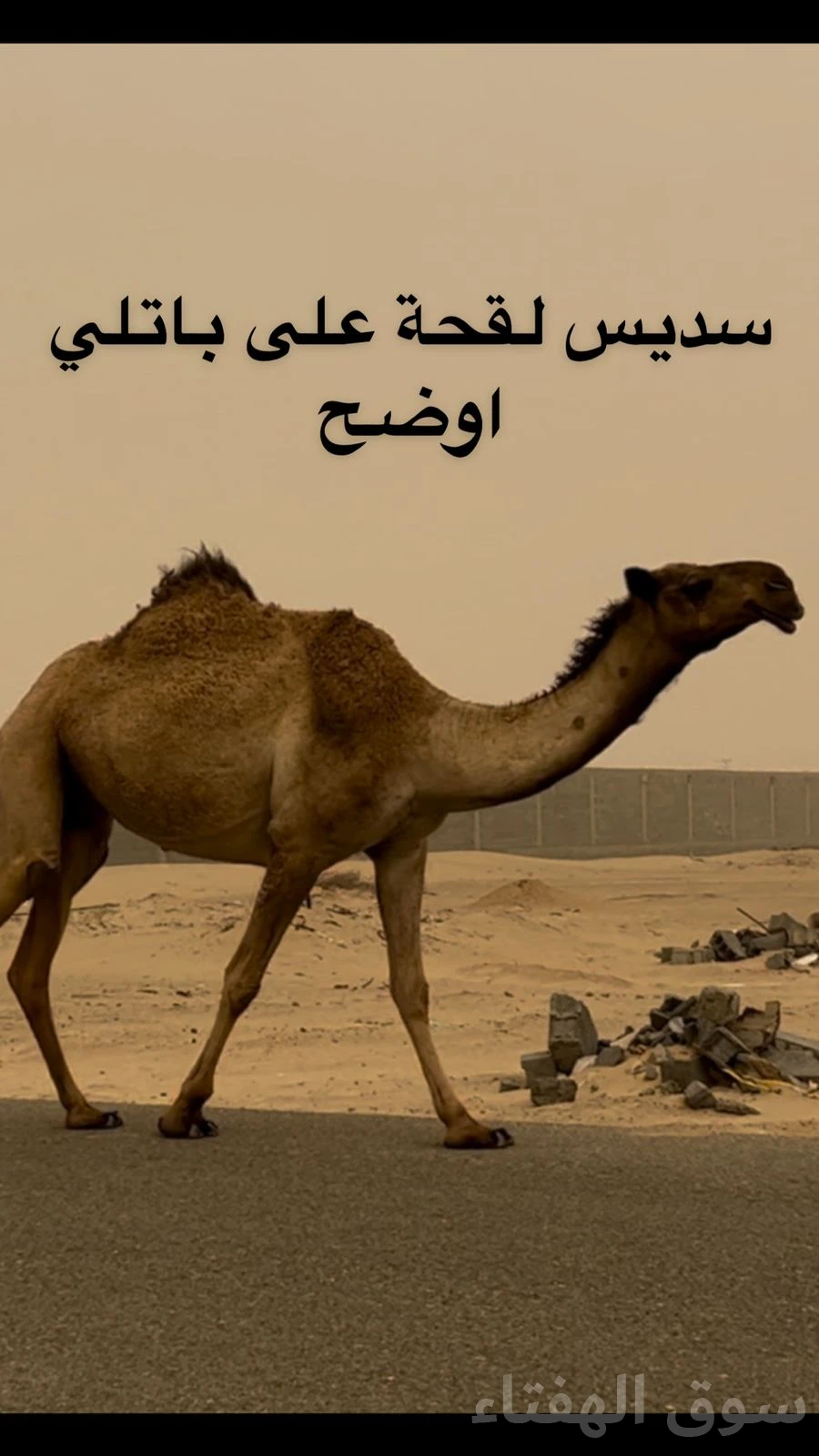 للبيع ابل خلفات ولقحات