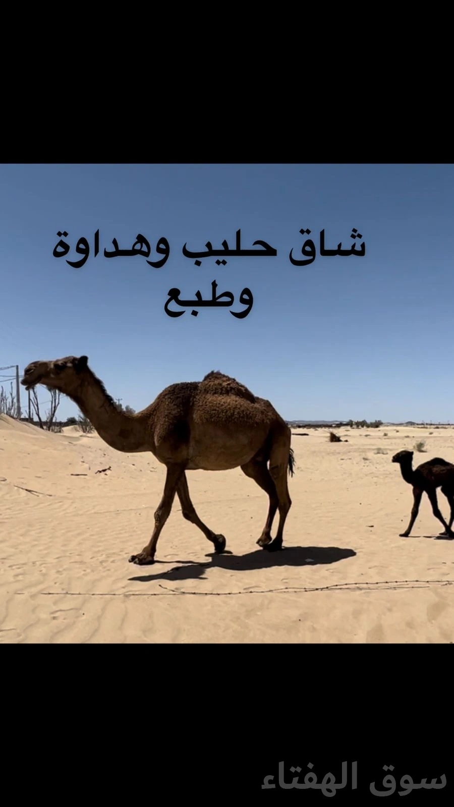 للبيع ابل خلفات ولقحات