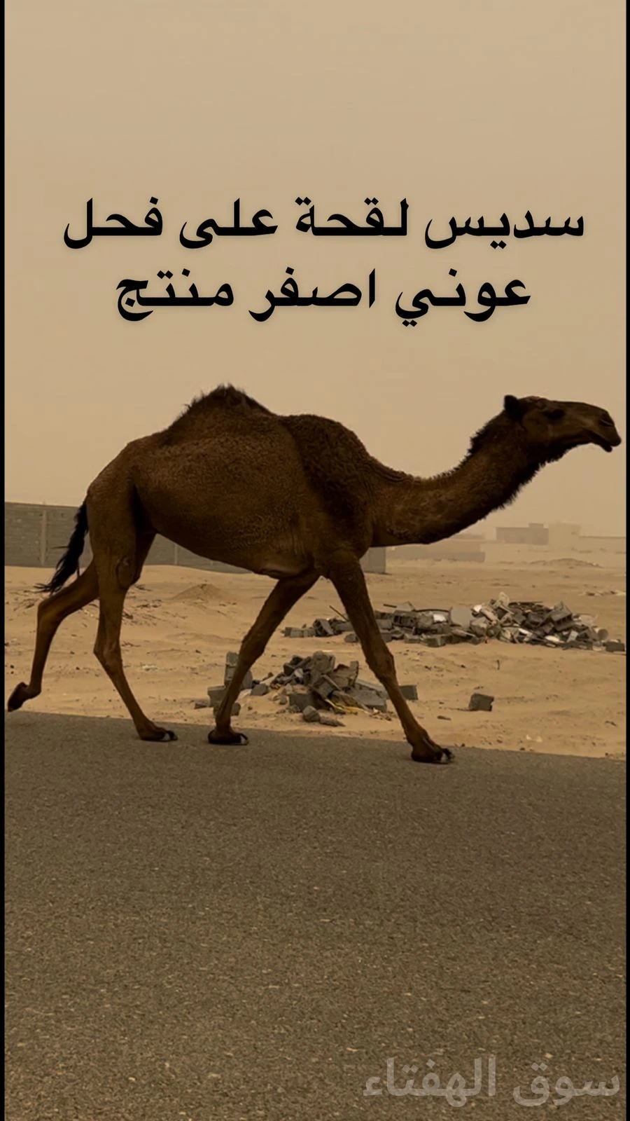 للبيع ابل خلفات ولقحات